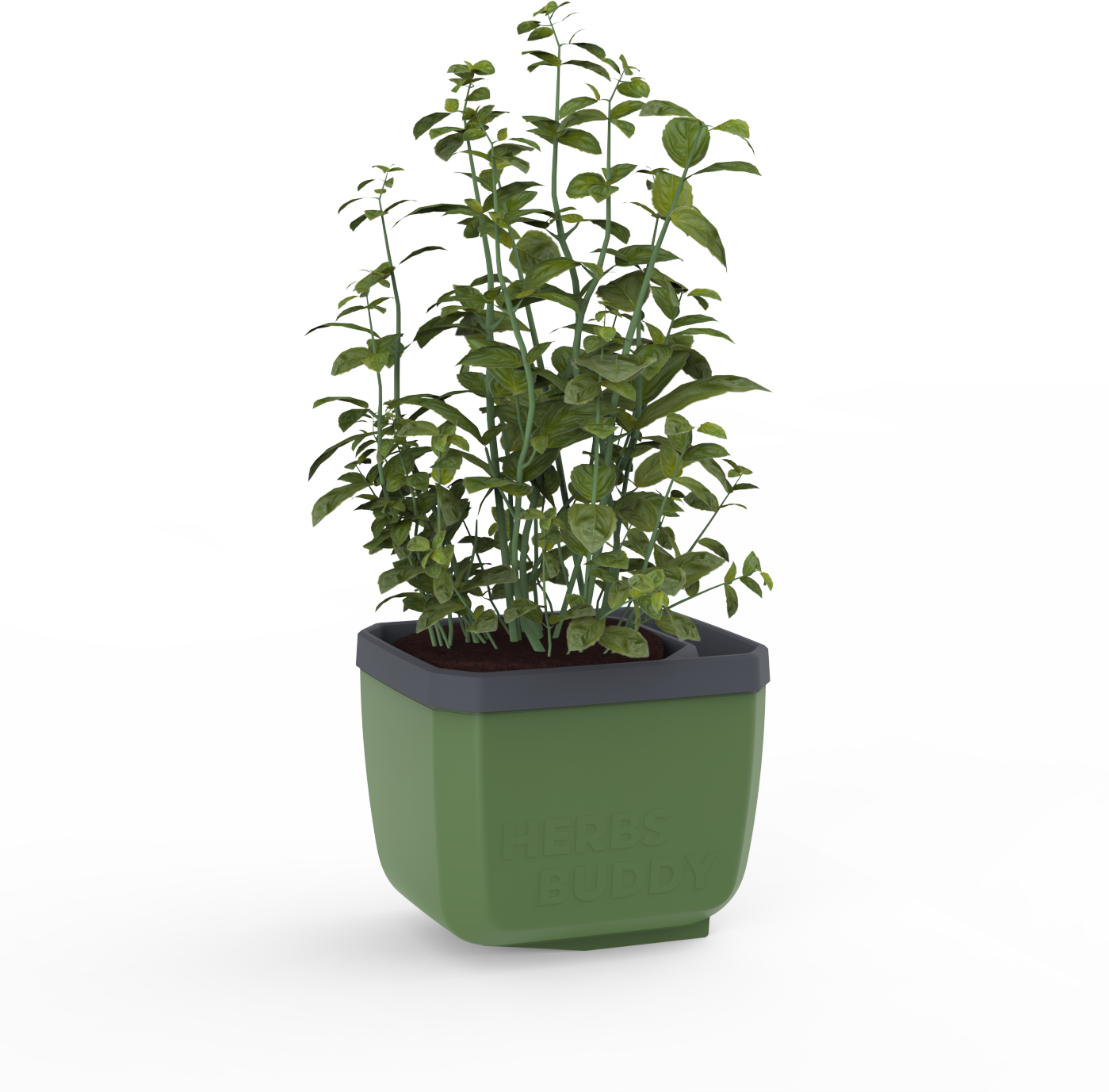 Herbs Buddy, dunkelgrün