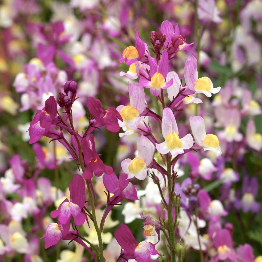 Jora Dahl Marokkanisches Leinkraut &amp;quot;Fairy Lights&amp;quot; - Bloomling Österreich