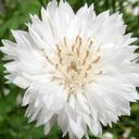 Jora Dahl Centaurea Cyanus - White Ball