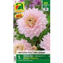 Blumenzwiebel, Dahlie Schmuck Diana's Memory