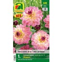 AUSTROSAAT Blumenzwiebel, Dahlie Schmuck Zingaro