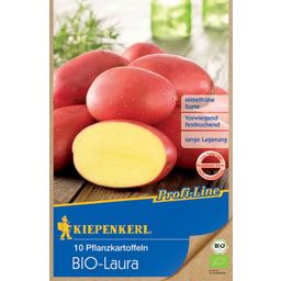 Kiepenkerl Pommes de Terre de Semence Bio "Laura"