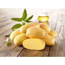 Kiepenkerl Sieglinde Seed Potatoes - 10 items