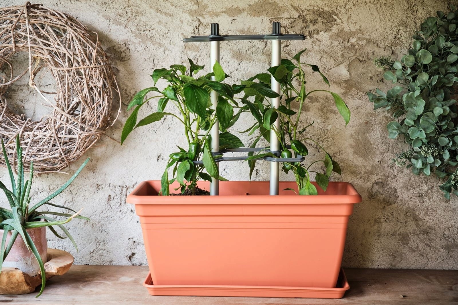 Gusta Garden Chili Buddy - 3st Set - 1 st.