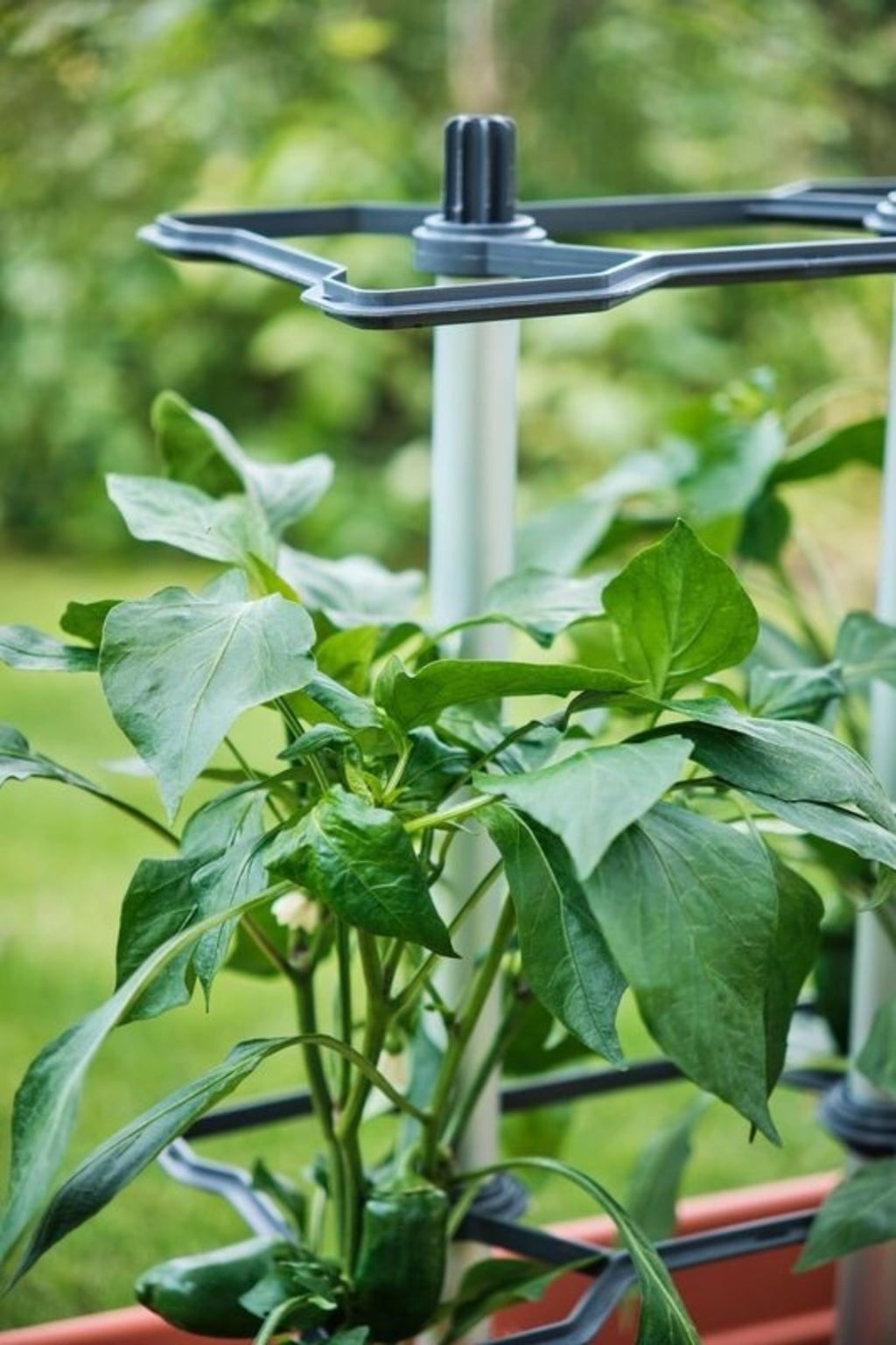 Gusta Garden Chili Buddy - 3st Set - 1 st.
