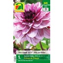 Creme de Cassis Dahlias, 1 Bulb