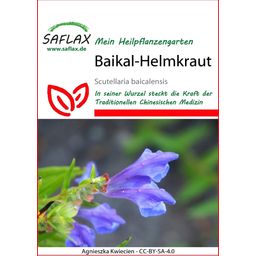 Saflax Escutelaria de Baikal