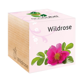 Feel Green ecocube "Rose Sauvage"