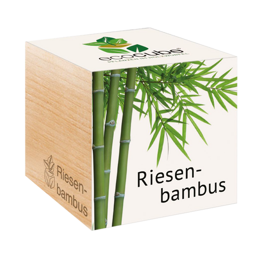 Feel Green ecocube "Exotics" - velikanski bambus
