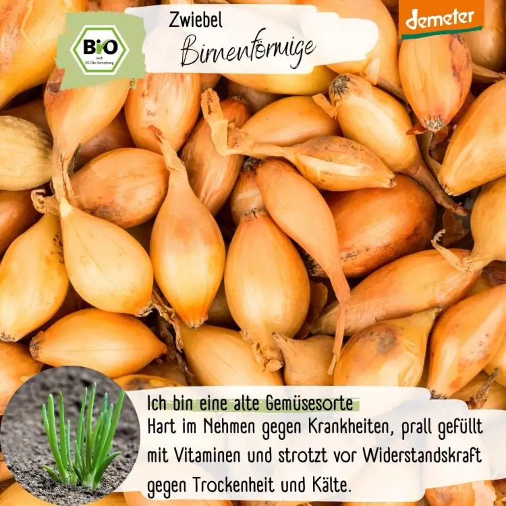Loveplants Bio čebula “hruškasta” - 1 pkt.