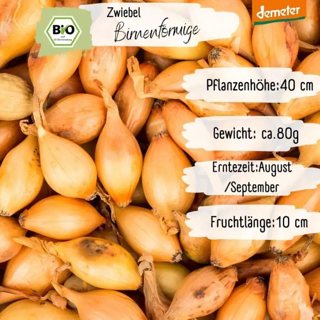 Loveplants Bio čebula “hruškasta” - 1 pkt.