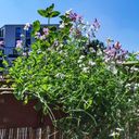 Own Grown Balkonblumen hängend - Saatgut-Teppiche - 1 Pkg