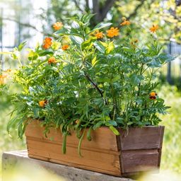 Own Grown Balkonblumen stehend - Saatgut-Teppiche - 1 Pkg