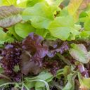Own Grown Babyleaf Salat-Mix - Saatgut-Teppiche - 1 Pkg