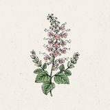 Jora Dahl Salvia Coccinea - Summer Jewel Pink
