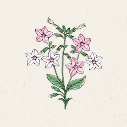 Jora Dahl Blütentabak "Marshmallow"