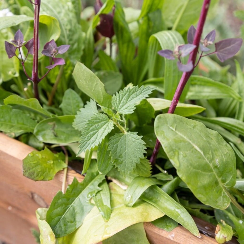 Own Grown Ätbar Ogrässalladsblandning - 1 Paket