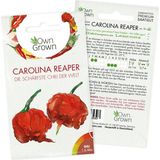 Own Grown Saatgut Chili "Carolina Reaper"