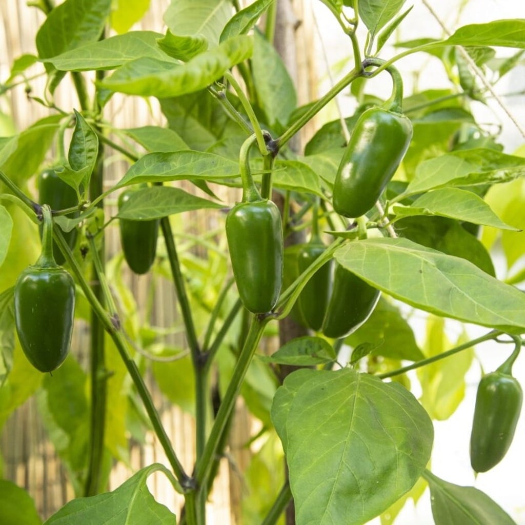 Own Grown Graines de Piment 