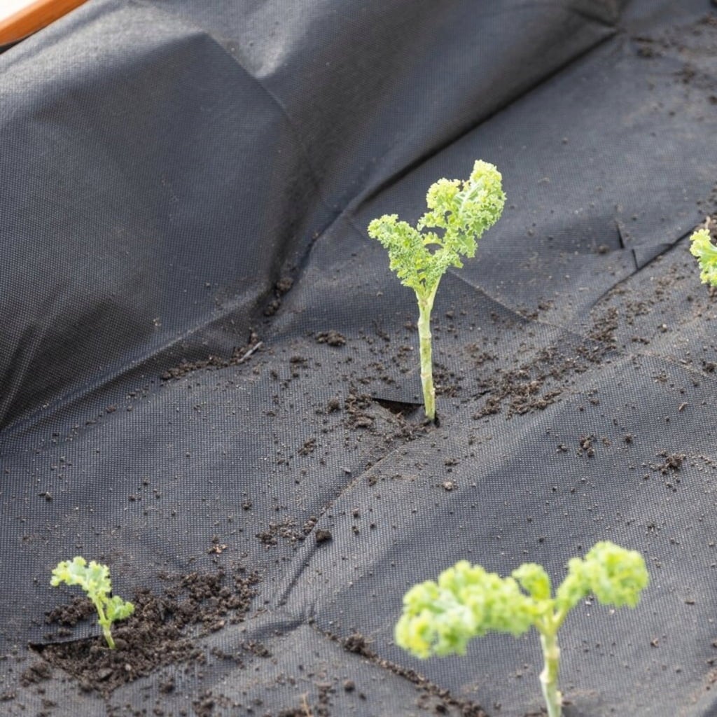 Own Grown Talno sidro za vrtni flis - 1 pkt.