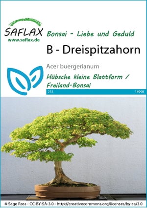 Graines D'Érable Trident (Acer Buergerianum) - Lot De 30 Graines Avec Substrat Coco, Pour Bonsaï Ou Jardin