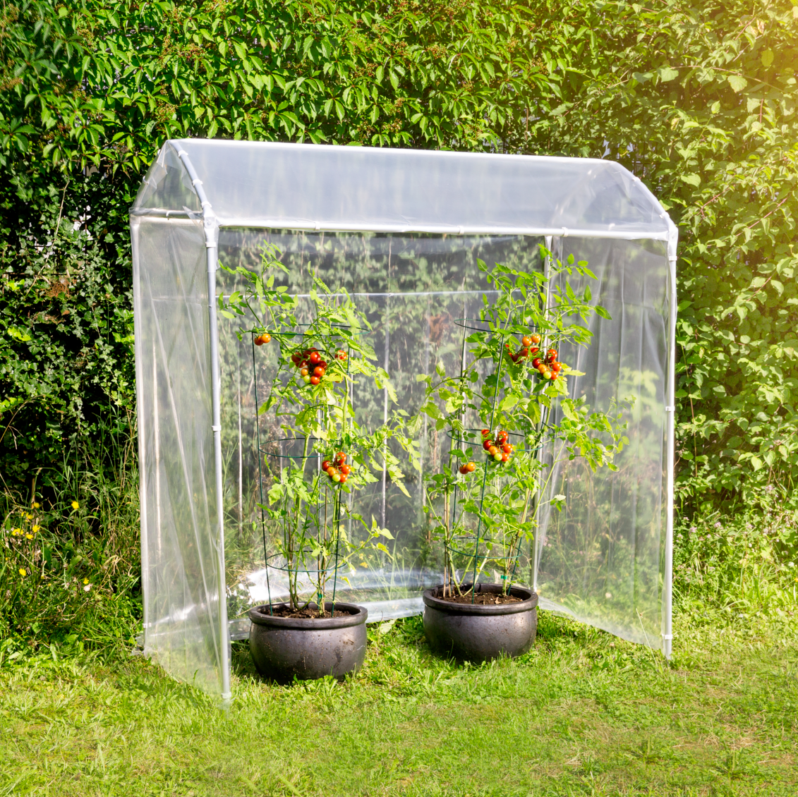 Aste A Spirale Per Pomodori - Sostegno Per Piante Rampicanti - Acciaio Zincato 150cm - Set 10 Pezzi